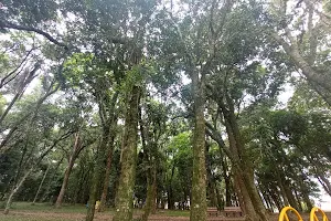 Parque florestal Colatto image