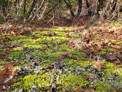 Park «Gateway Park», reviews and photos, 2500 N Jim Miller Rd, Dallas, TX 75227, USA