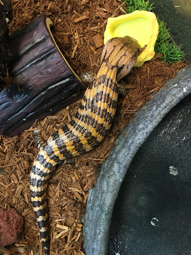 Pet Supply Store «PETNJOY - GARDENA», reviews and photos, 15515 Normandie Ave, Gardena, CA 90247, USA