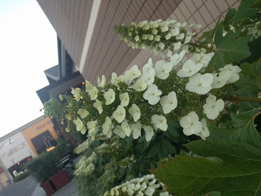 Sandwich Shop «Panera Bread», reviews and photos, 5000 Northgate Dr, San Rafael, CA 94903, USA