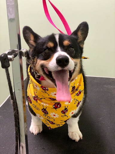 Pet Groomer «Doggie Style Bowtique», reviews and photos, 1713 Westport Rd, Kansas City, MO 64111, USA