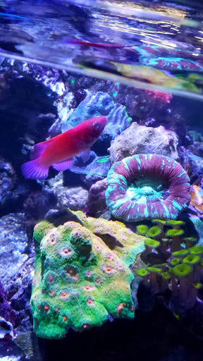 Pet Store «Fancy Tails Fish Farm», reviews and photos, 2324 US Hwy 27 S, Sebring, FL 33872, USA