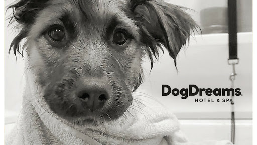 Dog Dreams hotel y spa canino