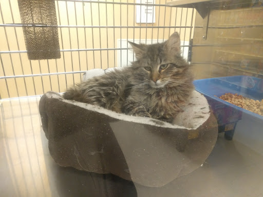 Pet Supply Store «PetSmart», reviews and photos, 1125 Hover St, Longmont, CO 80501, USA