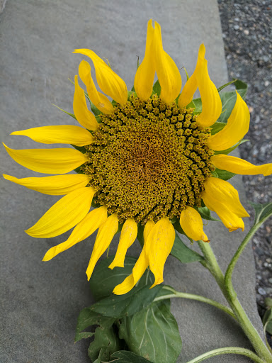 Park «Pequossette Playground», reviews and photos, Maple St, Belmont, MA 02478, USA