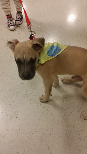 Pet Supply Store «PetSmart», reviews and photos, 6019 Wade Hampton Blvd, Taylors, SC 29687, USA