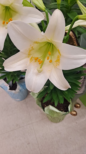 Grocery Store «Safeway», reviews and photos, 7301 Greenback Ln, Citrus Heights, CA 95621, USA