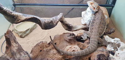 Maxi Zoo Beaucouzé à Beaucouzé