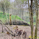 Photo n°4 de l'avis de Nathalie.e fait le 29/04/2023 à 20:11 sur le  Tier-Erlebnispark Bell à Bell