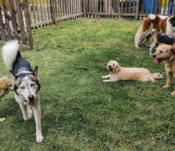 Dogs Plus M.V.Z. Neve Olivia Ruiz photo