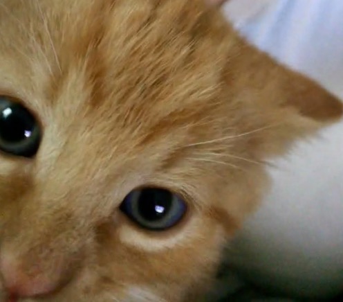 Humble Paws Pet Care