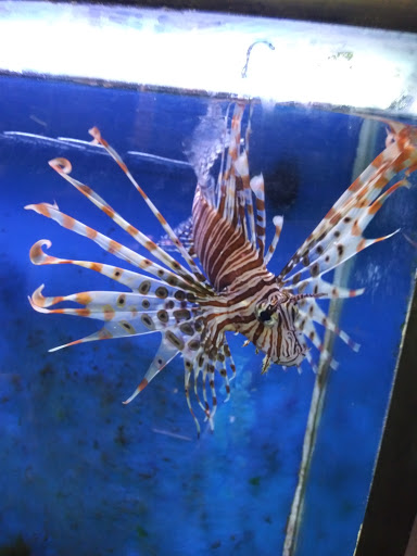 Tropical Fish Store «Midway Tropical Fish & Pets», reviews and photos, 24101 Pacific Hwy S, Kent, WA 98032, USA