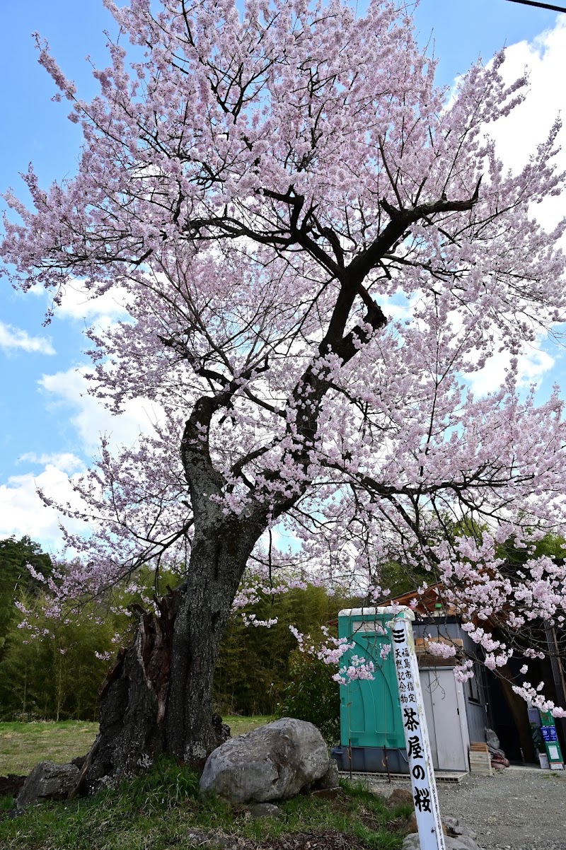 茶屋の桜