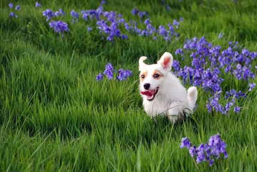 Kennel «Pet Galaxy», reviews and photos, 13060 US-281, Spring Branch, TX 78070, USA