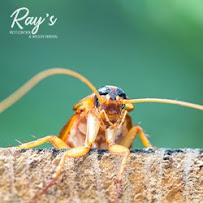 Ray's Pest Control and Wildlife Removal - Photo 1 - Car repair in Greensboro, NC, Greensboro