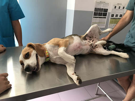 Centro Veterinario Ohana Ensanche Sur Alcorcón en Alcorcón