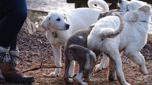 Dog Trainer «Awesome Dawgs Dog Training LLC», reviews and photos, 3052 Pricetown Rd, Temple, PA 19560, USA