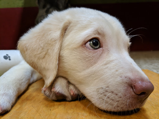 Pet Store «All Pets Club», reviews and photos, 405 Queen St, Southington, CT 06489, USA