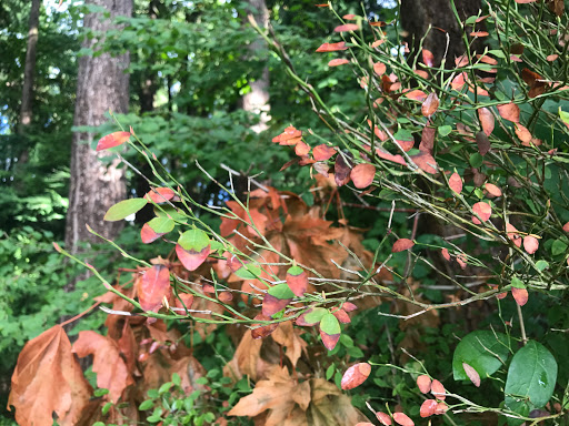 Park «Zumdieck Park», reviews and photos, 1500 108th Ave NE, Bellevue, WA 98004, USA