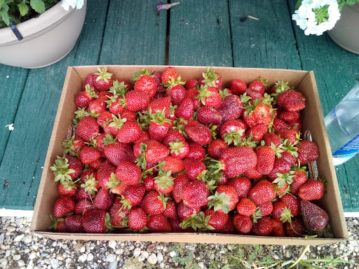 Produce Market «Mt Olympus Berry Farm», reviews and photos, 23298 Jefferson Davis Hwy, Ruther Glen, VA 22546, USA