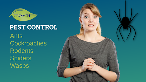 Pest Control Service «Croach», reviews and photos