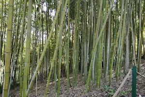 Botanical Garden of Rome image