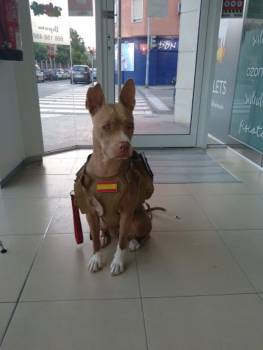 Veterinaria Animalets en Alzira