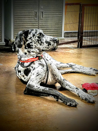 Pet Supply Store «For Pets Sake», reviews and photos, 2576 Montgomery Hwy # 6, Dothan, AL 36303, USA