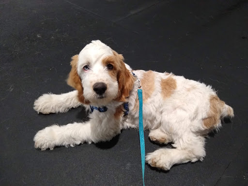 Dog Trainer «Calling All Dogs», reviews and photos, 6088 S Highland Dr, Holladay, UT 84121, USA