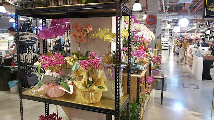 Orchid Culture @ BIG Grocer | Orchid Gift Boutique