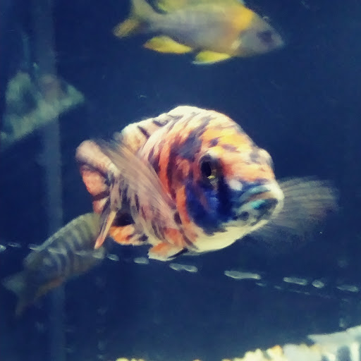 Tropical Fish Store «The Fish Store», reviews and photos, 2050 Chamblee Tucker Rd, Chamblee, GA 30341, USA