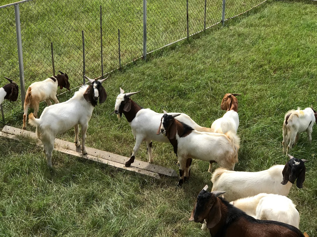 Al barakah goat & sheep farm