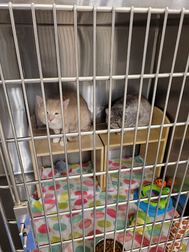 Pet Supply Store «PetSmart», reviews and photos, 1403 E Washington Ave, Union Gap, WA 98903, USA