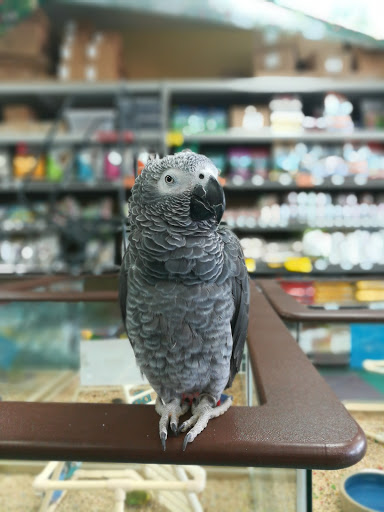 Dog Breeder «Petland Dunwoody», reviews and photos, 4733 Ashford Dunwoody Rd NE, Dunwoody, GA 30338, USA