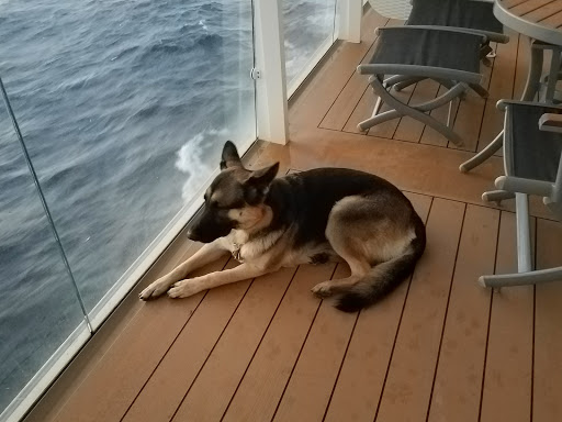 Pet Supply Store «PetSmart», reviews and photos, 4151 Turtle Creek Dr, Coral Springs, FL 33067, USA