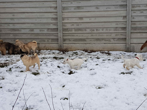 Canisa Romland Kennel , Pug , Ciobanesc German , Labrador