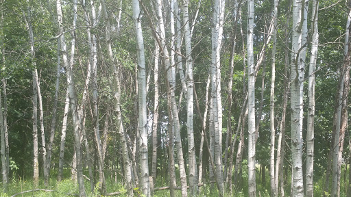 Nature Preserve «Grant Woods Forest Preserve», reviews and photos, 25405 W Monaville Rd, Ingleside, IL 60041, USA