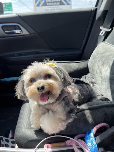 Pet Supply Store «Petco Animal Supplies», reviews and photos, 15622 Old Columbia Pike, Burtonsville, MD 20866, USA