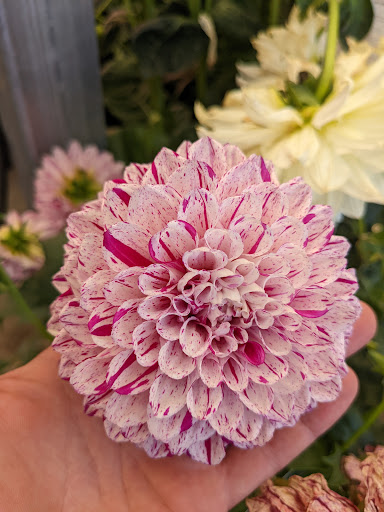 Home Improvement Store «The Home Depot», reviews and photos, 324 N Sunrise Ave, Roseville, CA 95661, USA