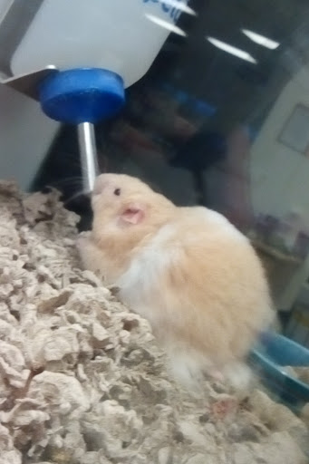 Pet Supply Store «Petco Animal Supplies», reviews and photos, 1401 E Spring Valley Rd, Richardson, TX 75081, USA