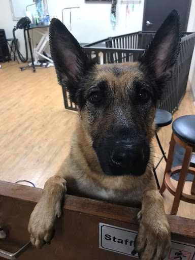 Pet Supply Store «EarthWise Pet Supply - Richardson», reviews and photos, 1310 W Campbell Rd #128, Richardson, TX 75080, USA