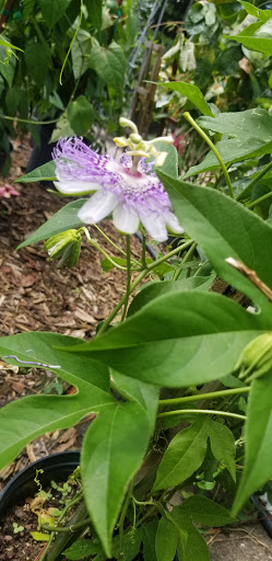 Hardware Store «Proctor Ace Hardware», reviews and photos, 5723 University Blvd W, Jacksonville, FL 32216, USA