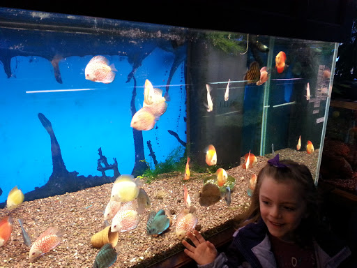 Azalea Aquariums