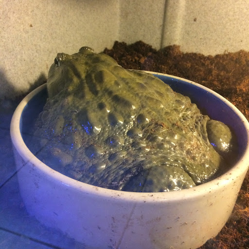 Pet Store «CUSTOM CREATURES PET SHOP», reviews and photos, 10727 N 19th Ave, Phoenix, AZ 85029, USA