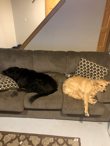 Pet Supply Store «Pet Supplies Plus», reviews and photos, 1755 Marketview Dr, Yorkville, IL 60560, USA