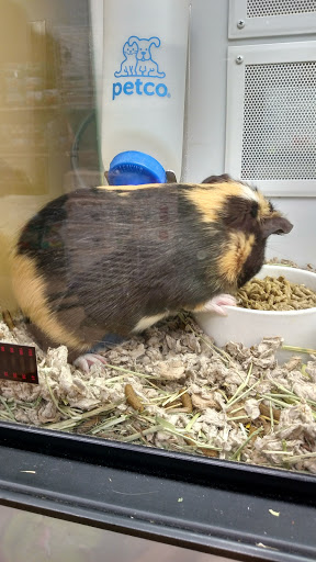 Pet Supply Store «Petco Animal Supplies», reviews and photos, 806 W Paradise Dr, West Bend, WI 53095, USA