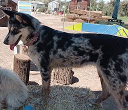 ATP Field Dog Training photo