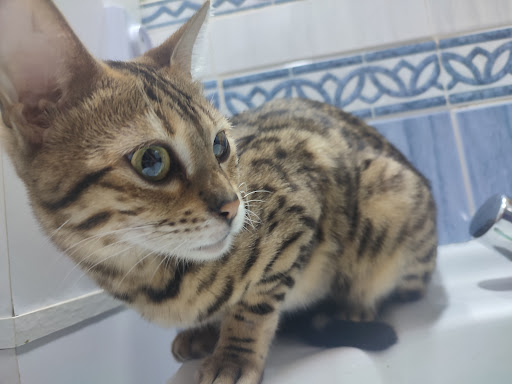 Albeco Policlinico Veterinario en Plasencia