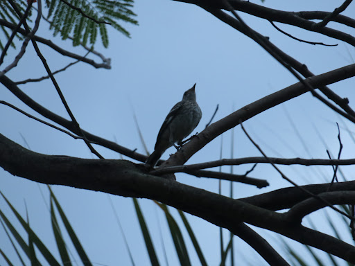 Golf Club «Plantation Preserve Golf Course & Club», reviews and photos, 7050 W Broward Blvd, Plantation, FL 33317, USA