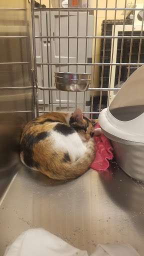 Pet Supply Store «PetSmart», reviews and photos, 8500 N Evanston Ave, Kansas City, MO 64157, USA